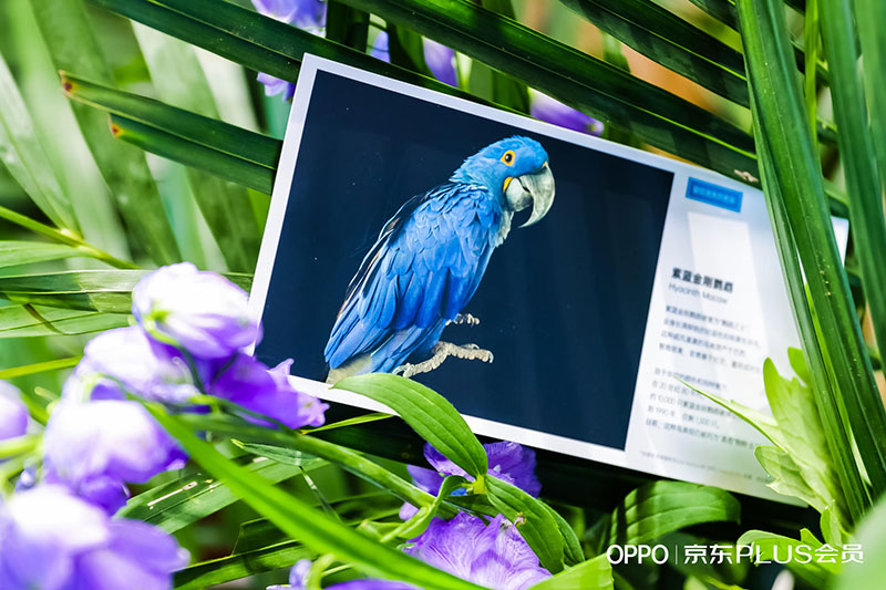 oppofindx3x京东之家限时快闪店活动策划旨在留住消失的色彩